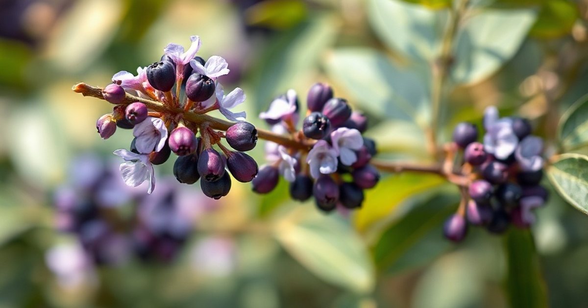 Exploring Vitex’s Relationship with Progesterone - VitexHub